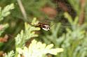 Frontinellina_frutetorum_D4839_Z_85_Les Gris_Frankrijk